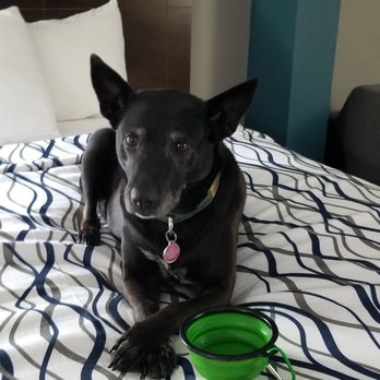Pet Passages - Rochester, NY - Pet Cremation Services Near Me - Ontario, New York Pet Passages - Rochester, NY - Pet Cremation Services Near Me - Ontario, New York