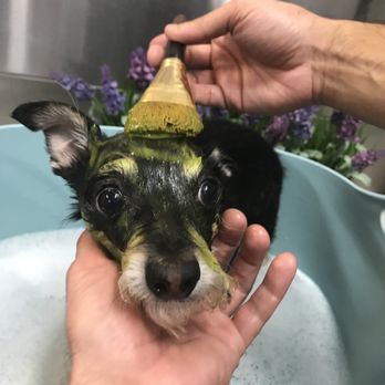 Spoiled Pup - Facials :) - Pet Groomers Near Me - Las Vegas, Nevada Spoiled Pup - Facials :) - Pet Groomers Near Me - Las Vegas, Nevada