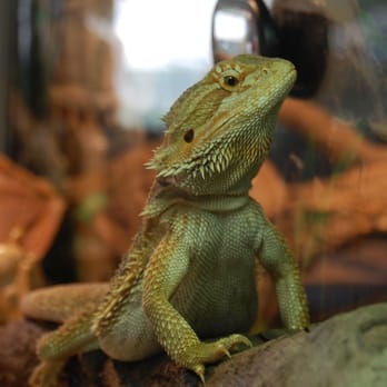 The Exotic Animal Experience - Fifi the Bearded Dragon - Zoos Near Me The Exotic Animal Experience - Fifi the Bearded Dragon - Zoos Near Me