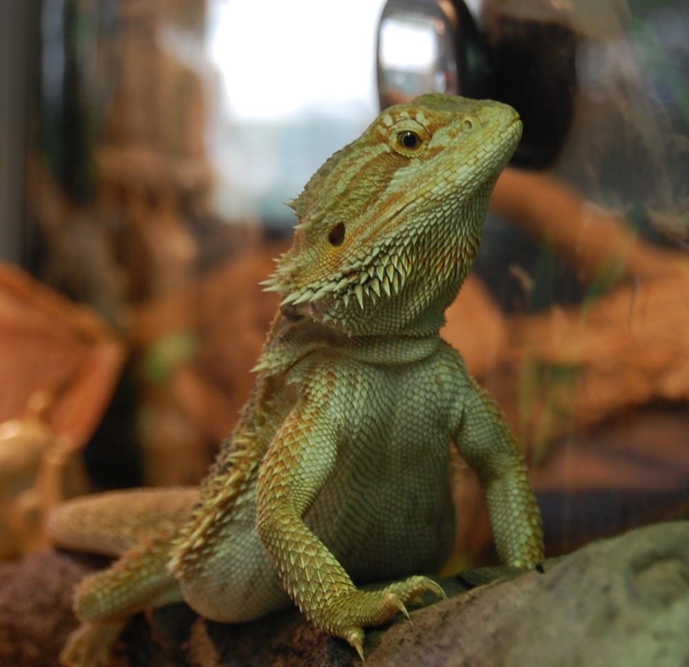 THE EXOTIC ANIMAL EXPERIENCE Updated August 2024 Orlando, Florida