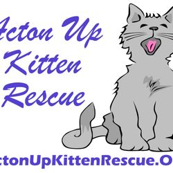 Acton Up Kitten Rescue