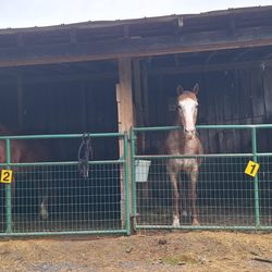 Rock Bottom Horse Camp - Covered stalls