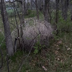 Roughrider Campground - Tumble weed caught by two trees