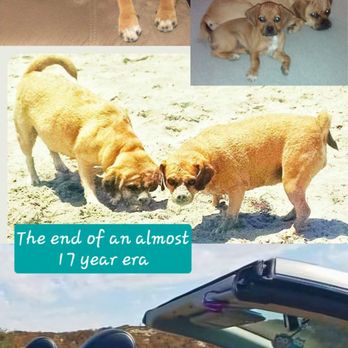 Transitions In Home Pet Euthanasia - Two fur babies who have been promoted over the . - Veterinarians Near Me Transitions In Home Pet Euthanasia - Two fur babies who have been promoted over the . - Veterinarians Near Me