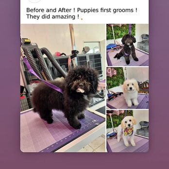 Clean Cut K-9s - Pet Groomers Near Me - Hanover, Pennsylvania Clean Cut K-9s - Pet Groomers Near Me - Hanover, Pennsylvania