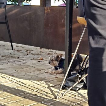 Little Tavern - Pups on the patio - Breakfast & Brunch Near Me - Fort Worth, Texas Little Tavern - Pups on the patio - Breakfast & Brunch Near Me - Fort Worth, Texas