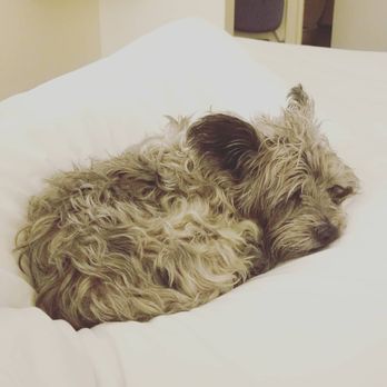 El Dorado Motel - Toto agrees that our bed is super comfy! - Hotels Near Me - Twain Harte, California