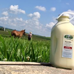 Gap View Farm Market - The freshest grass fed cows milk I've ever tried!