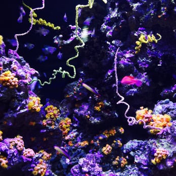 Seattle Aquarium - Aquariums Near Me - Seattle, Washington Seattle Aquarium - Aquariums Near Me - Seattle, Washington