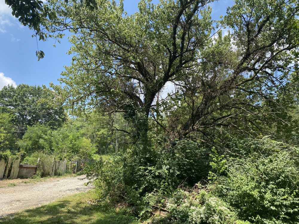 Tensaw Exterior Solutions - tree service in Nashville, TN