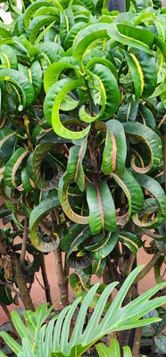 The Shops at Kukui‘ula by null