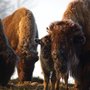 Photo of Lakeview Buffalo Farm