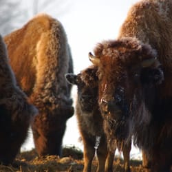 Lakeview Buffalo Farm - Lakeview Buffalo Farm in winter.