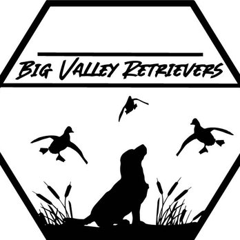 Big Valley Retrievers - Pet Training Near Me Big Valley Retrievers - Pet Training Near Me