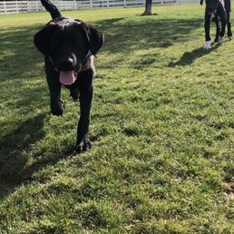 Our Great Dane and black lab puppies