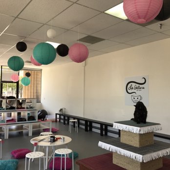PHX Cat Cafe - Pet Adoption Near Me - Phoenix, Arizona PHX Cat Cafe - Pet Adoption Near Me - Phoenix, Arizona