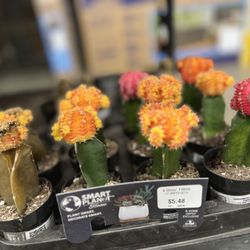 The Home Depot - Cacti