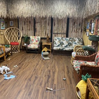 Aloha Kitty Cafe - Cat Cafe - Pet Adoption Near Me - Kailua, Hawaii