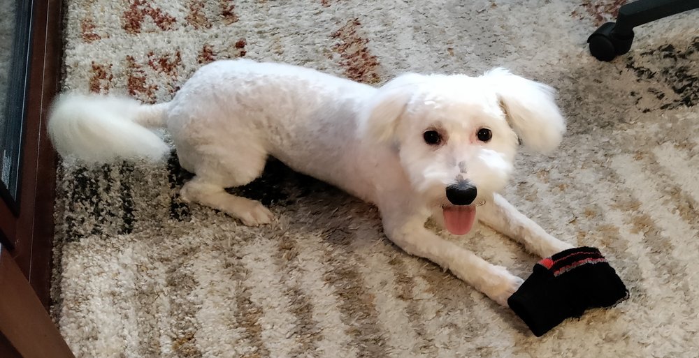 DANI’S DOG GROOMING Updated August 2024 10 Photos & 19 Reviews