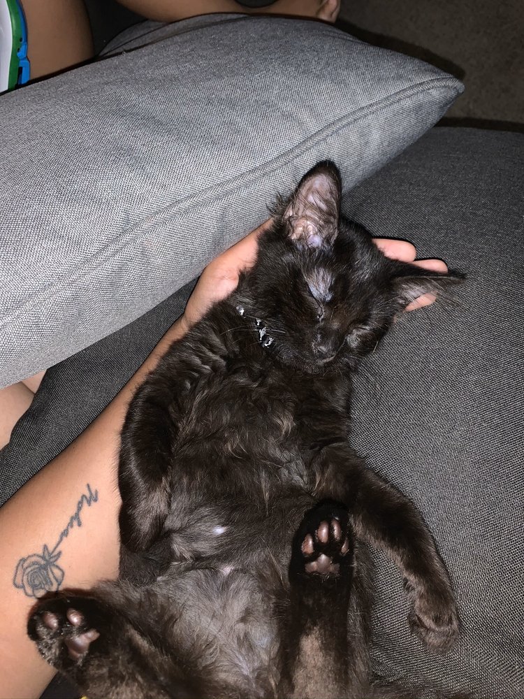 RANCHO CUCAMONGA ANIMAL SHELTER 111 Photos & 180 Reviews 11780