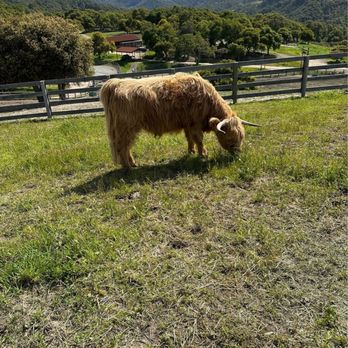 Carmel Valley Ranch - One of the ranch animals. There are goats, horses. Llamas and sheep and of course cows. - Hotels Near Me - Carmel, California Carmel Valley Ranch - One of the ranch animals. There are goats, horses. Llamas and sheep and of course cows. - Hotels Near Me - Carmel, California