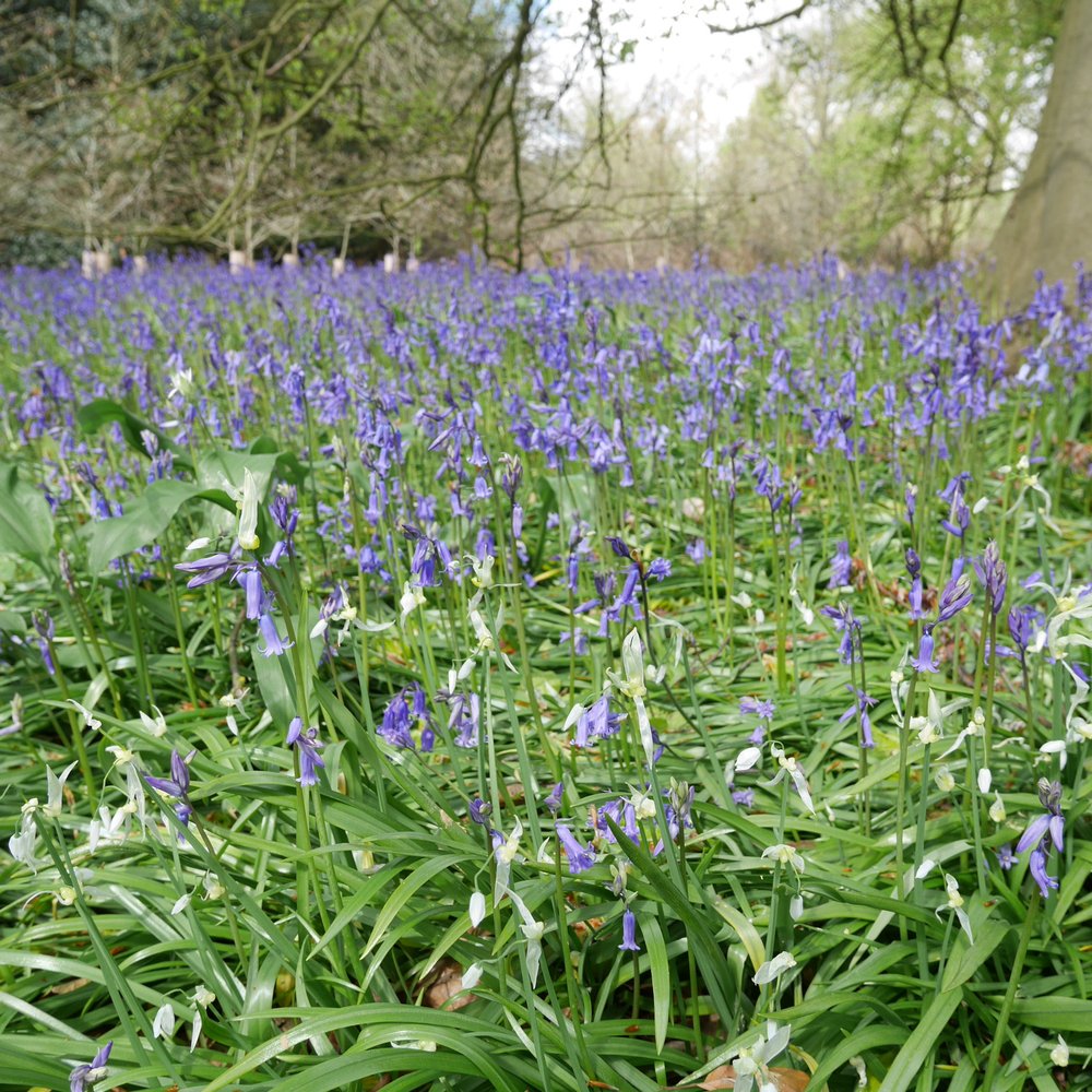 Queen Charlotte's Cottage - blueeeebells - Landmarks & Historical Buildings Near Me - London, XGL