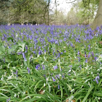 Queen Charlotte's Cottage - blueeeebells - Landmarks & Historical Buildings Near Me - London, XGL