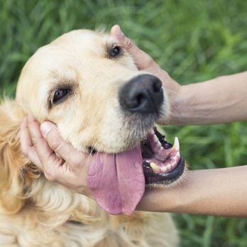 Spokane’s Best Pet Sitter - Special Care for your Special Pet - Pet Sitting Near Me Spokane’s Best Pet Sitter - Special Care for your Special Pet - Pet Sitting Near Me