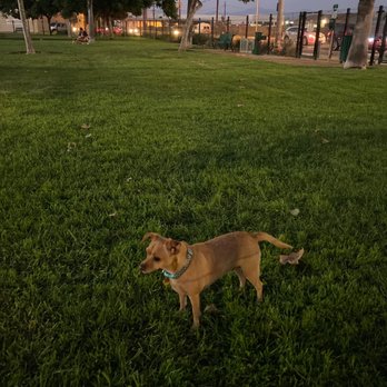 La Palma Dog Park - 7pm mood. Featuring Nala. - Dog Parks Near Me - Anaheim, California La Palma Dog Park - 7pm mood. Featuring Nala. - Dog Parks Near Me - Anaheim, California