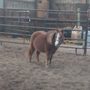 Photo of HorseShoe Farm