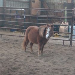 HorseShoe Farm - My minis are so happy at Horseshoe Farm!! So is this "mini Mom"!