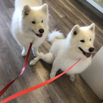 fur pal grooming spa