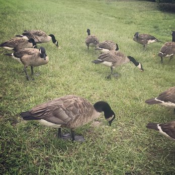 Wyndham Lakes - Geese in open areas - Assisted Living Facilities Near Me - Jacksonville, Florida Wyndham Lakes - Geese in open areas - Assisted Living Facilities Near Me - Jacksonville, Florida