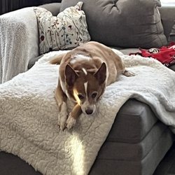 Yard Fresh Pet Waste Management