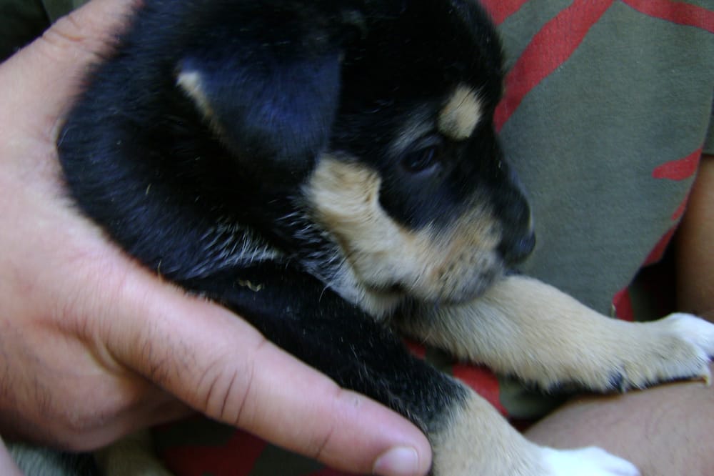 DOG BREEDING Updated June 2024 8 Oulton Terrace, Bradford, West