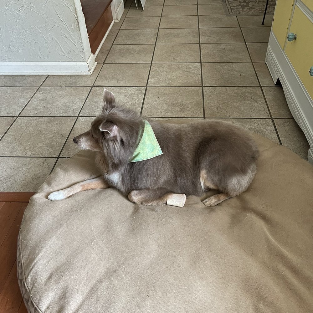 Fur Oak Professional Pet Grooming - Pet Groomers Near Me - Austin, Texas Fur Oak Professional Pet Grooming - Pet Groomers Near Me - Austin, Texas
