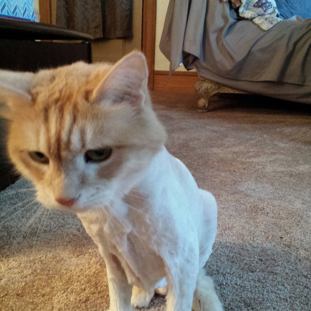 House Call Cat Grooming - I'm all better now!!! I won't be coughing up hairballs Momma!!! - Pet Groomers Near Me - Dorchester, Massachusetts House Call Cat Grooming - I'm all better now!!! I won't be coughing up hairballs Momma!!! - Pet Groomers Near Me - Dorchester, Massachusetts