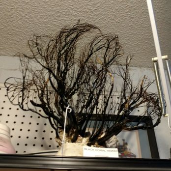 Copper City Rock Shop - Hawaiian black coral - Gift Shops Near Me - Globe, Arizona