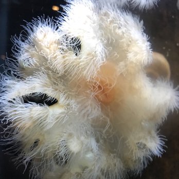 Seattle Aquarium - Aquariums Near Me - Seattle, Washington Seattle Aquarium - Aquariums Near Me - Seattle, Washington