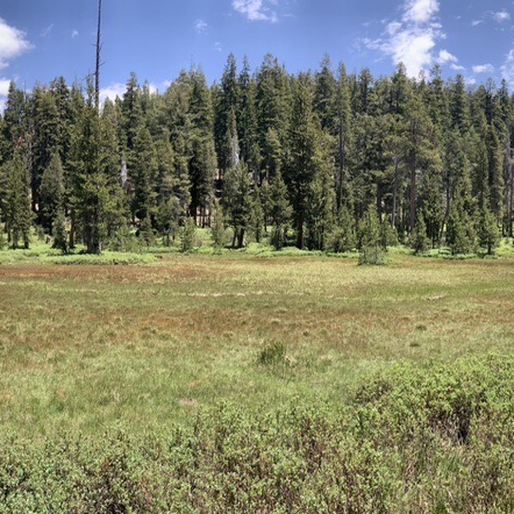 Jennie Lake - Meadow on the trail to Jennie Lake - Swimming Pools Near Me - Dunlap, California