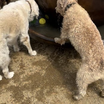 Elite Pet Care - Pet Boarding Near Me Elite Pet Care - Pet Boarding Near Me