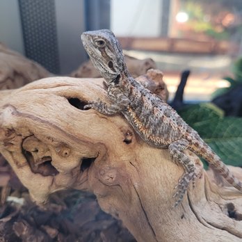 Hector's Pet Store - Reptile Shops Near Me - Orlando, Florida