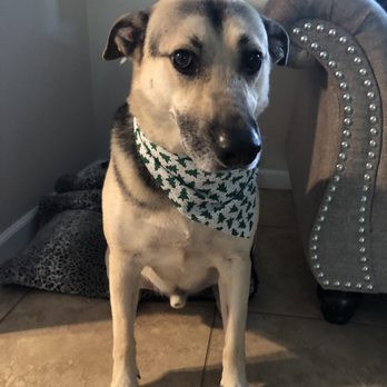 Stella's Pet Spa - Pet Groomers Near Me - Corona, California Stella's Pet Spa - Pet Groomers Near Me - Corona, California