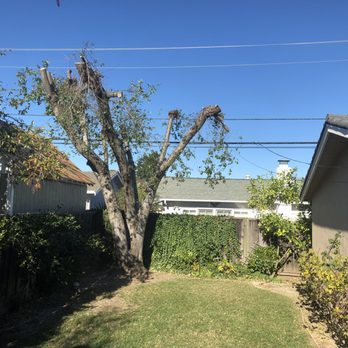 JC Tree Experts - After - Tree Services Near Me JC Tree Experts - After - Tree Services Near Me