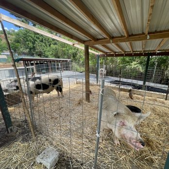 Aloha Animal Sanctuary - Animal Shelters Near Me - Kaneohe, Hawaii