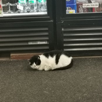 Ashford General Store - A cat called Samsung - Grocery Near Me - Ashford, Washington