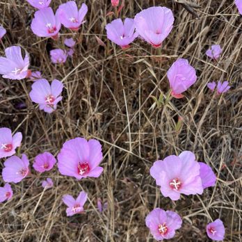 Mori Point - Cute pink flowers spotted in July - Hiking Near Me - Pacifica, California