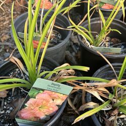 Native Grounds Nursery & Garden Center - Daily ar Natives garden center