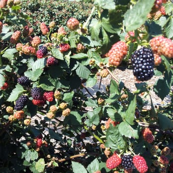 Ham Orchards - Lots of blackberries to pick! - Farmers Market Near Me - Terrell, Texas