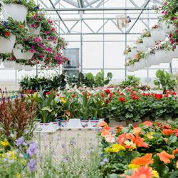 Dutch Mill Greenhouse
